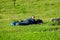 Young woman summerÂ hiker with backpack lying in her sleeping bag on meadow after hike. Female trekker relaxing on grass in